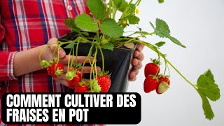 COMMENT CULTIVER DES FRAISES EN POT [upl. by Gwenora221]