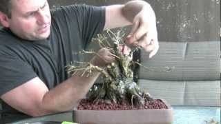 How To Bonsai  Make a Bonsai Tree [upl. by Eam13]