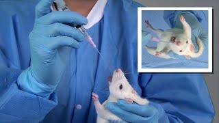 Oral dosing technique oral Gavage for Mice and Rats [upl. by Cutcheon]