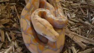 Purple And Lavender Albino Retics [upl. by Katharyn64]