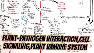 plantpathogen interactionsignalling cellular immune systemPTIampETIphysiology of plants [upl. by Nele]