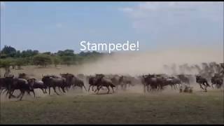 Stampede Wildebeest run from lions in the Maasai Mara [upl. by Nahsar]