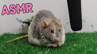 RAT CHEWING ASMR Sounds For Sleep amp Meditation [upl. by Aubrie]