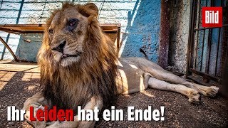 Kranke Löwen aus HorrorZoo gerettet [upl. by Lirrehs]