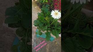 Gerbera plant care tips gardening youtubeshorts terracegarden trending plants [upl. by Schwitzer]