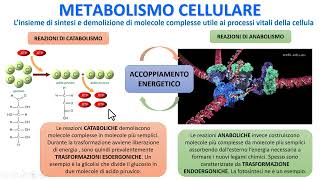 IL METABOLISMO CELLULARE [upl. by Liagabba706]