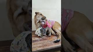 wow 😯😳dog monkey cat short shorts youtubeshorts animallover animals [upl. by Payton407]