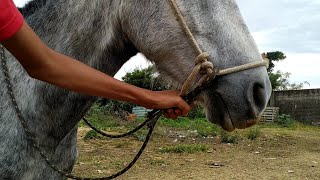 🐎 Como andar de cavalo com cabresto e sem freio [upl. by Ayocat]