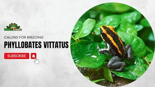 Phyllobates vittatus calling 4K [upl. by Eimrej]