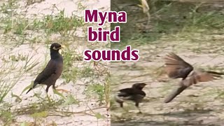 Myna bird sounds vuthyCH [upl. by Waylon]