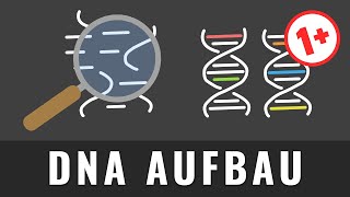 Aufbau der DNA einfach erklärt  Aufbau der DNS [upl. by Felicia]