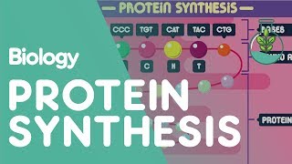 Protein Synthesis  Cells  Biology  FuseSchool [upl. by Let]