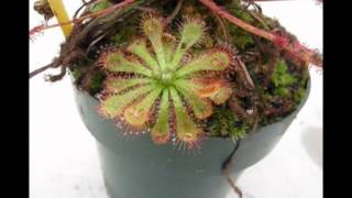 Drosera spatulata timelapse [upl. by Okiam]