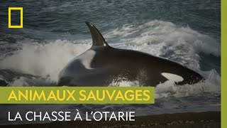 La terrible chasse à lotarie des orques [upl. by Fai]