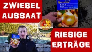 Gemüsezwiebel Aussaat im Januar  Riesige Erträge [upl. by Ahseneuq]