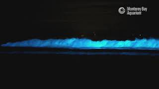 Bioluminescent Waves in Monterey Bay [upl. by Ryun]