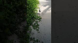 Great Egret in Action  A Stunning Wildlife Moment [upl. by Ian894]