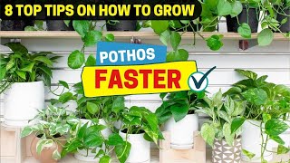 8 Top Tips on How to Grow Pothos Faster [upl. by Yklam]