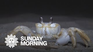 Nature Ghost crabs [upl. by Araiet]