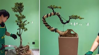 How to bend a bonsai  great bonsai bending skills 89 [upl. by Dann191]