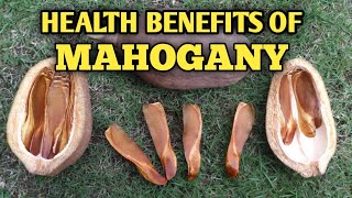 MEDICINAL BENEFITS OF MAHOGANY TREE [upl. by Olinde]