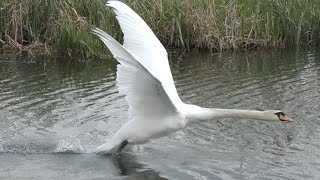 Swan unexpected take off from water in Slow Motion [upl. by Askwith]