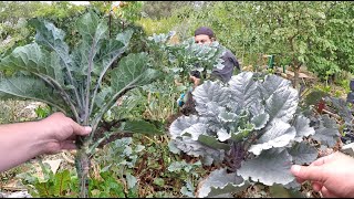 How To Prune Propagate And Train Tree Collards amp Tree Kale For Maximum Health and Production [upl. by Helaine789]