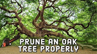 How to Prune an Oak Tree Properly 🌳  DIY [upl. by Mauro]