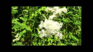 Meadowsweet has a range of uses in herbal medicine Meadowsweet Part 1 [upl. by Lehcyar]