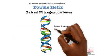 Basic Sciences  Structure of DNA [upl. by Boeschen140]