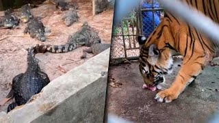 Animales en zoológicos están siendo abandonados [upl. by Yrian334]