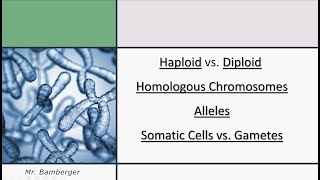 Genetic Essentials Homologous Chromosomes Alleles and Monoploid vs Diploid [upl. by Edrea270]