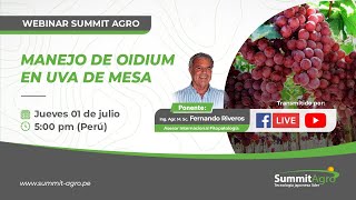 Summit Live quotManejo de Oidium en uva de mesaquot [upl. by Learsi]