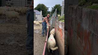 Amazing System In Sheep Farming [upl. by Bohrer]