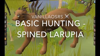 OSRS Spined Larupia  Beginner Hunter Guide [upl. by Broadbent]