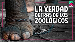 La verdad detrás de los zoológicos NO QUIEREN que sepas LA VERDAD  Videos de animales  Viranimals [upl. by Assirrem602]