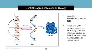 Introduction to Molecular Biology [upl. by Swithbart74]