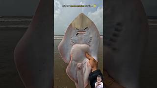 Another successful mission Stingray fish fishing stingray shark sealife ocean shorts fish [upl. by Ahsiekar]