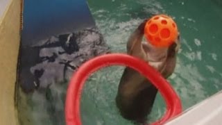 Sea otter Eddie plays basketball and slam dunks at Oregon Zoo [upl. by Ahsirk921]