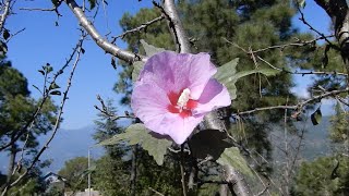 Hollyhock flower plant  Himachal Pradesh India [upl. by Nahsez]