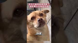 Stray Dog Walked Into School And Became Their Mascot❤️ animalshorts cute dog [upl. by Viquelia242]