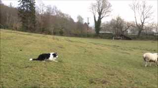 Boss the Border Collie working sheepdog learning whistle commands in training [upl. by Jerrol]