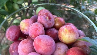 Methley Plum Harvest  Year 3 May 15 2024 [upl. by Capps]