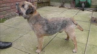 Dog Breed Video Border Terrier [upl. by Nilya]