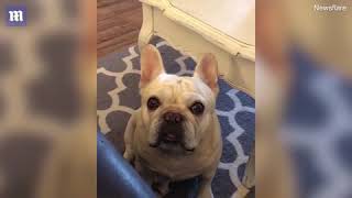 Angry French bulldog throws tantrum over Cheerios [upl. by Nosdivad]