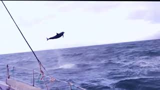 Dolphins Jumping in the Caribbean Sea [upl. by Oiceladni82]