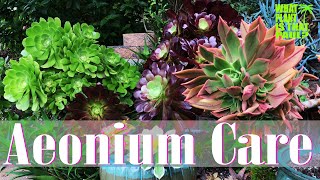 AEONIUM TOUR  How to Care for and Propagate this Amazing Plant [upl. by Agemo]