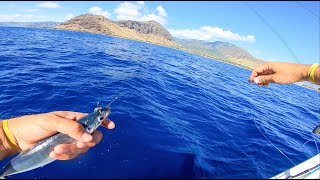 Live bait fishing in Hawaii and some reef fishing [upl. by Yrag]