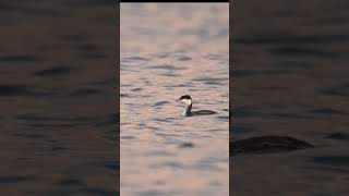 ミミカイツブリHorned Grebe [upl. by Jody]