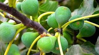 How to Fertilize Fig Trees the Right Way [upl. by Cailly]